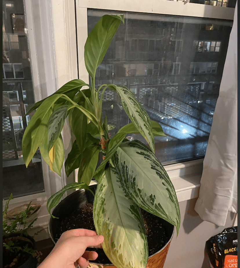 Silver bay chinese evergreen leaves yellowing and falling off